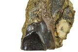 Fossil Triceratops Shed Tooth in Sandstone - Wyoming #379860-1